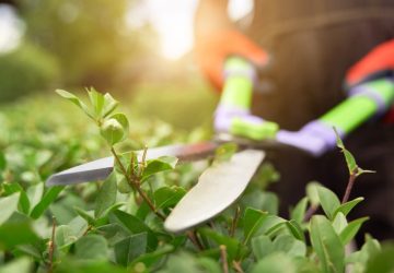 Male hands cutting bushes with big scissors.