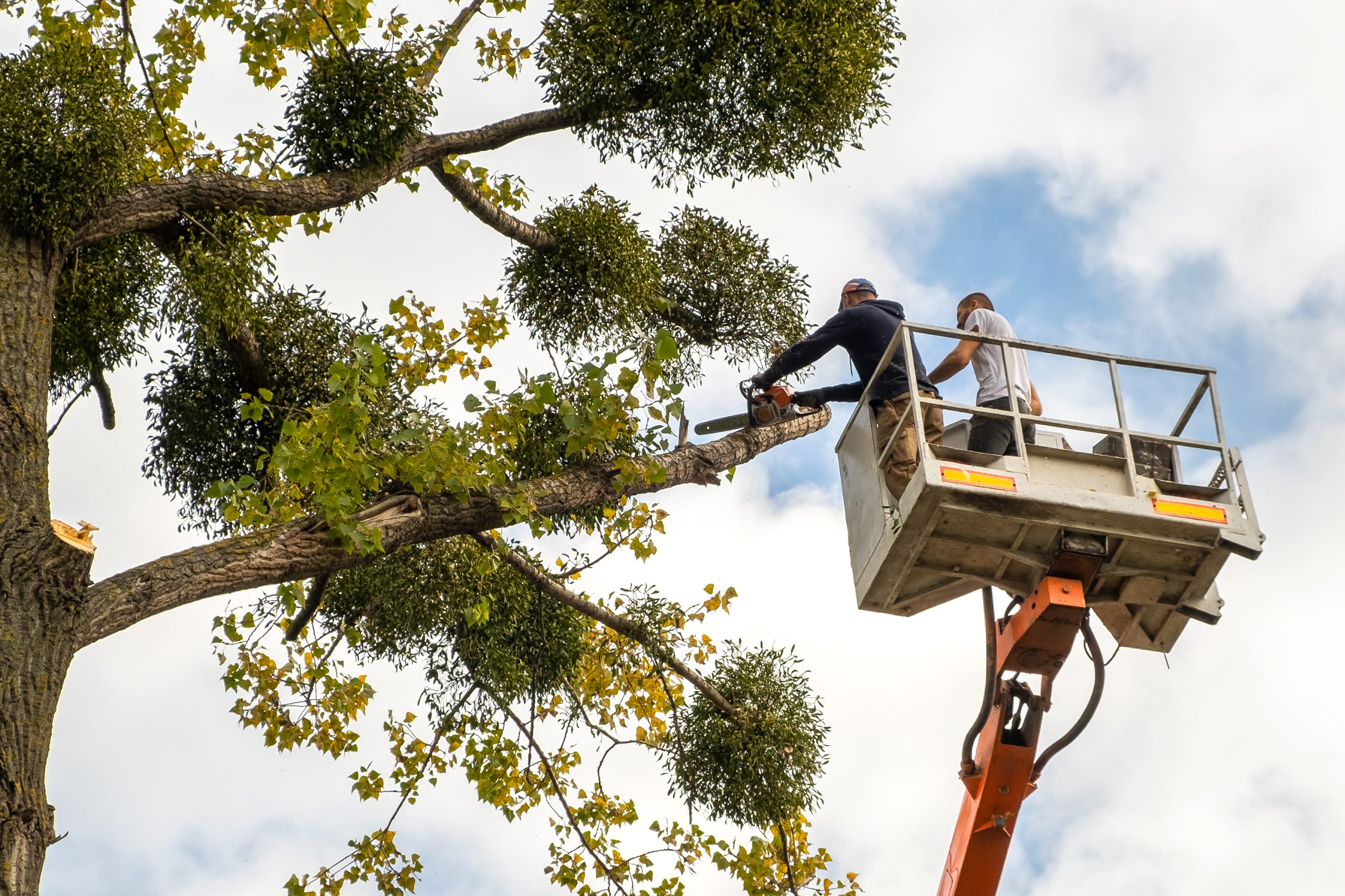 Two male service workers cutting down big tree branches with cha